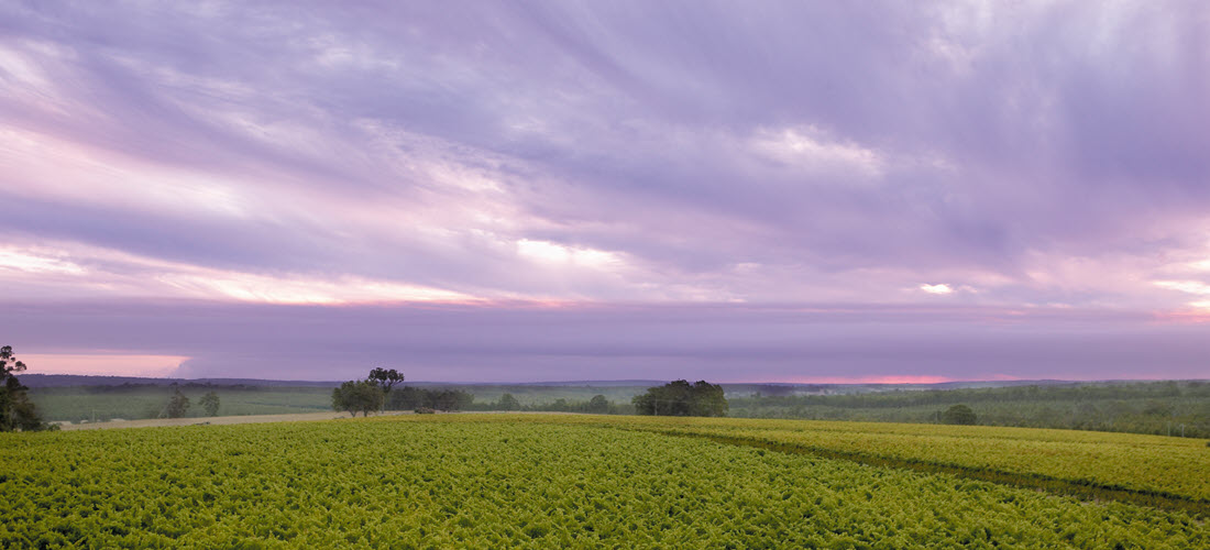 Frankland Estate Vineyard